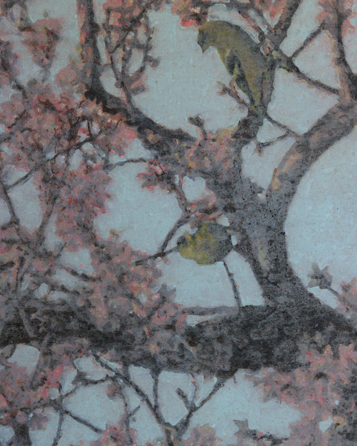 A Pause in Their Spring Migration