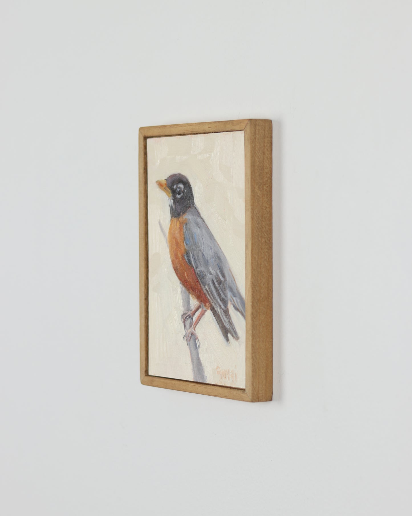 American Robin