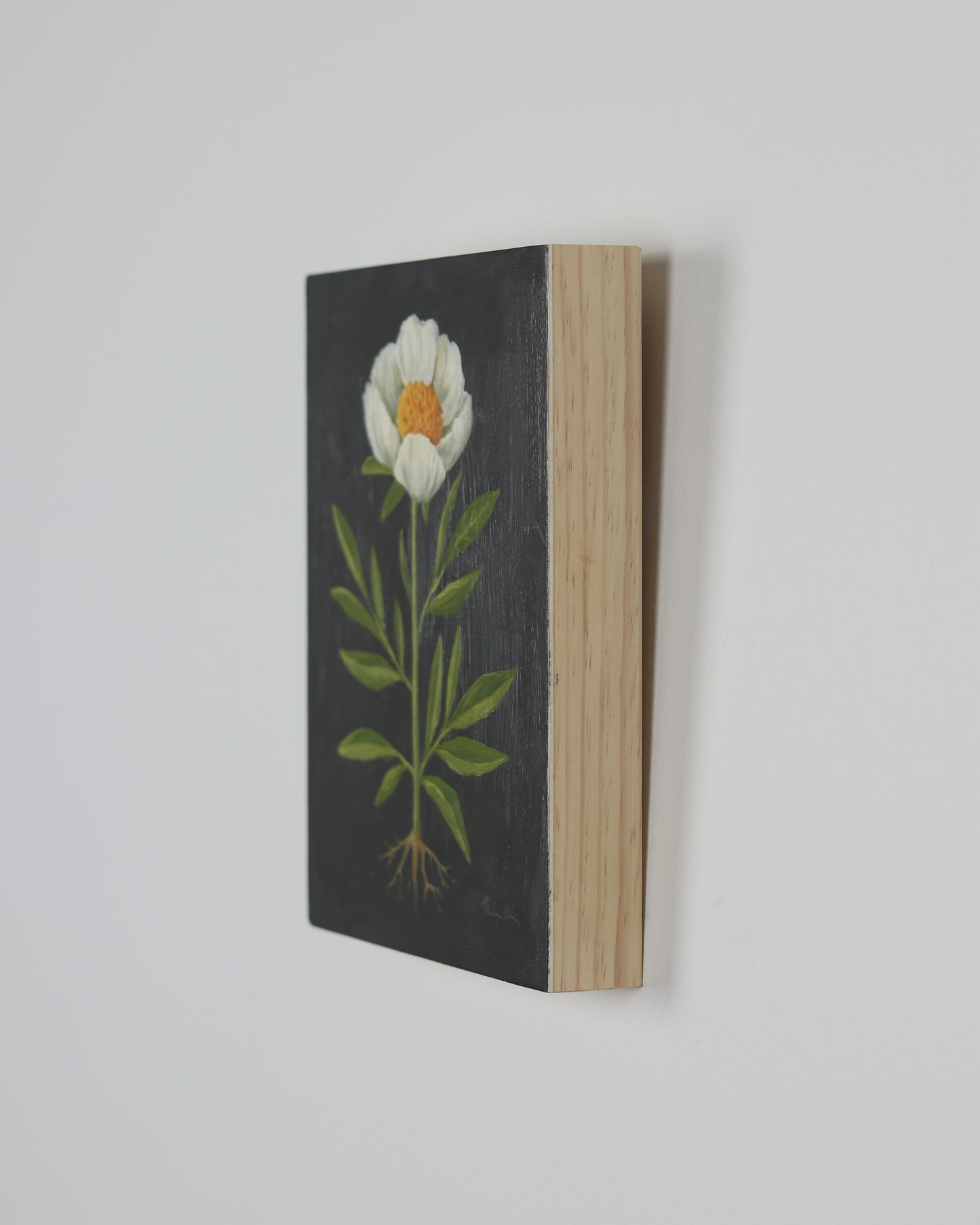 Vintage Claire De Lune Peony