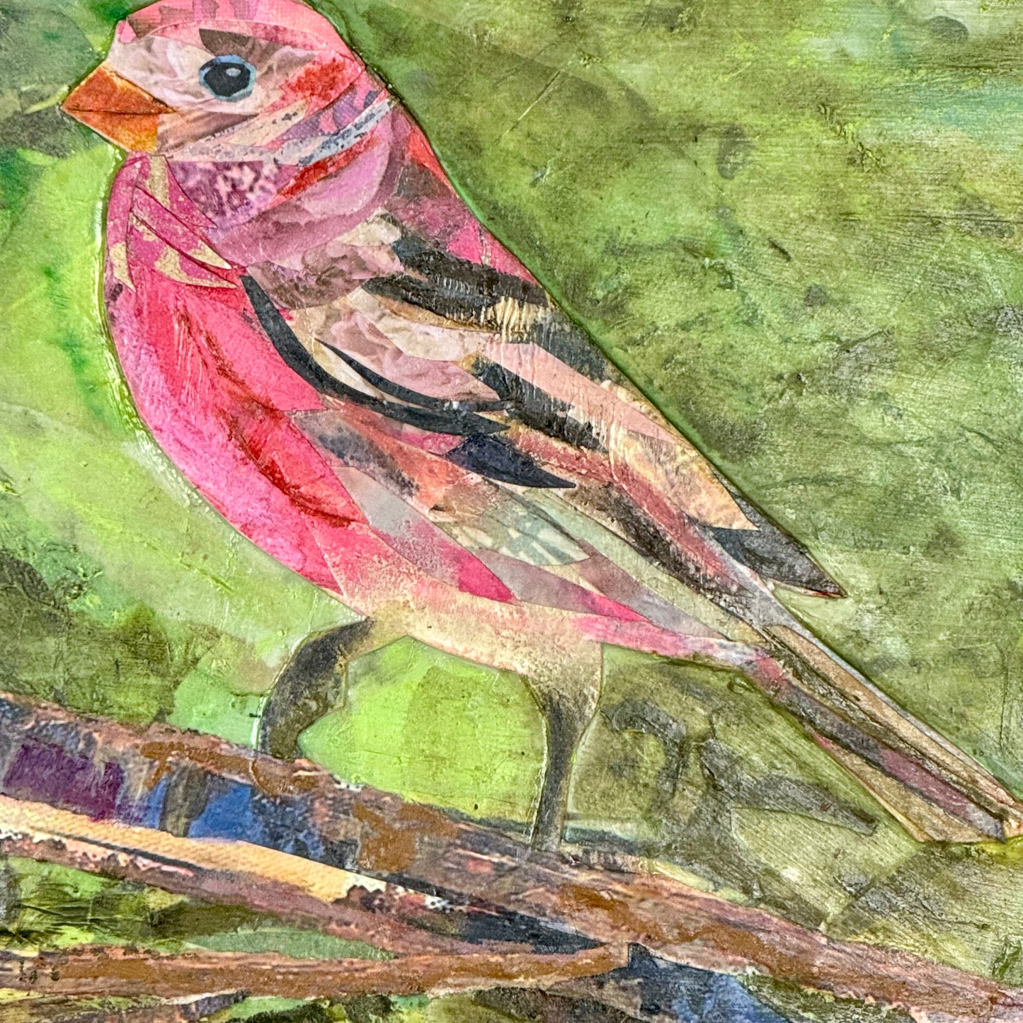 House Finch