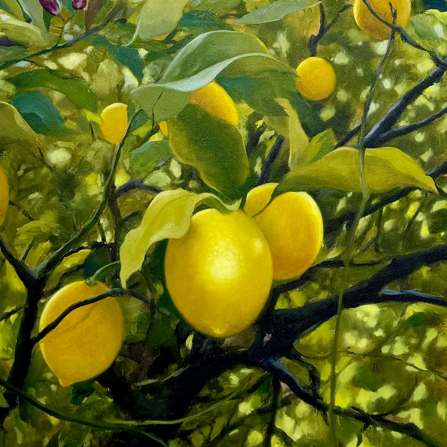 Meyer Lemons