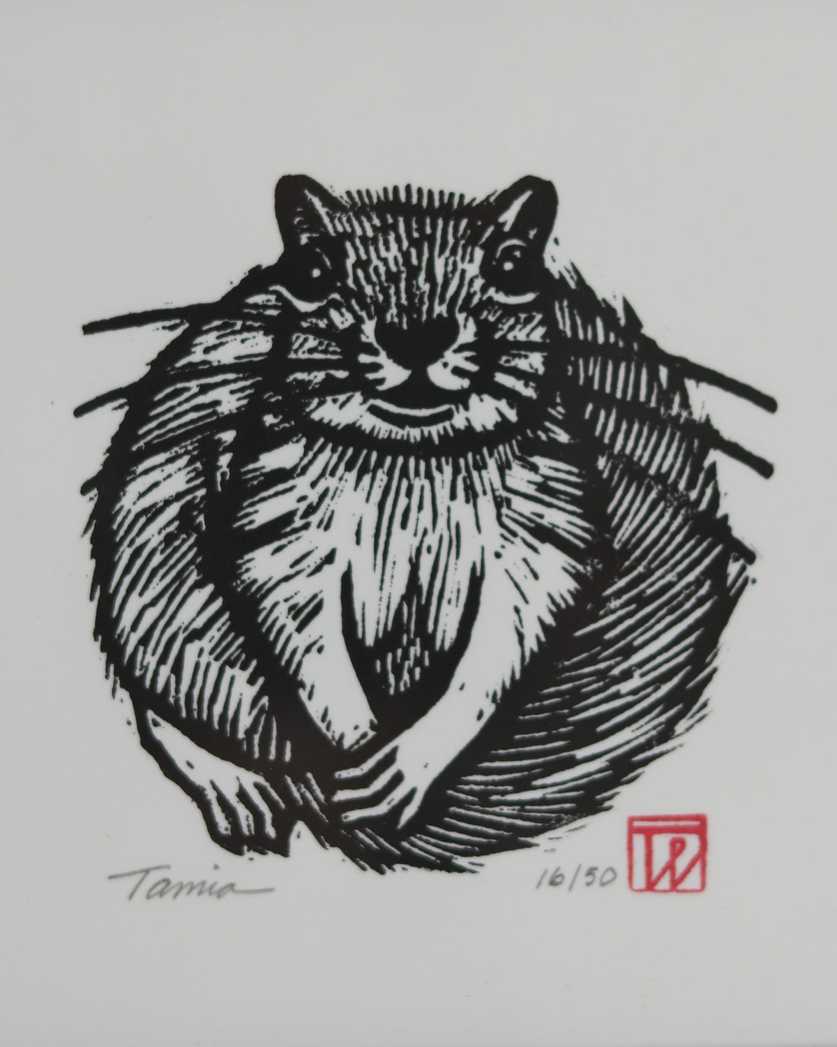 Squirrel