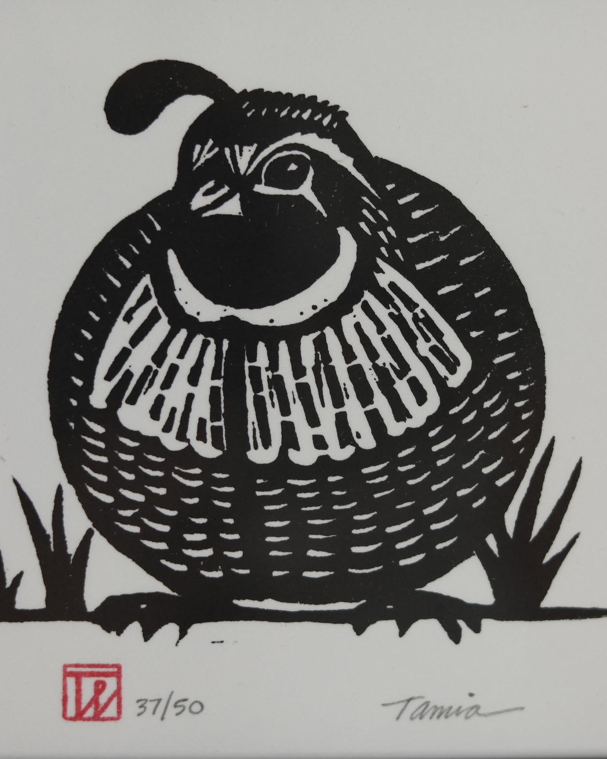 Female Quail 3