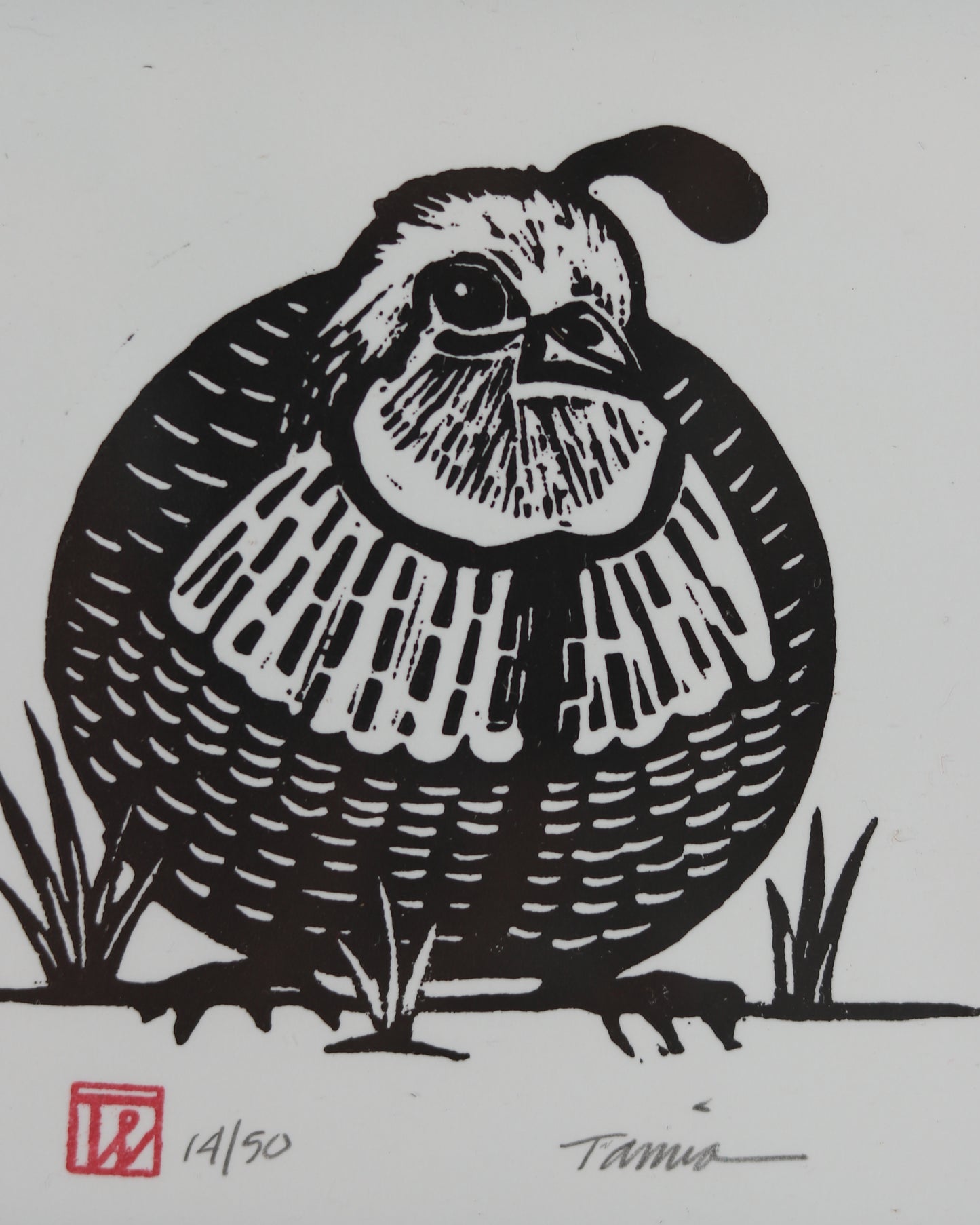 Male Quail 2