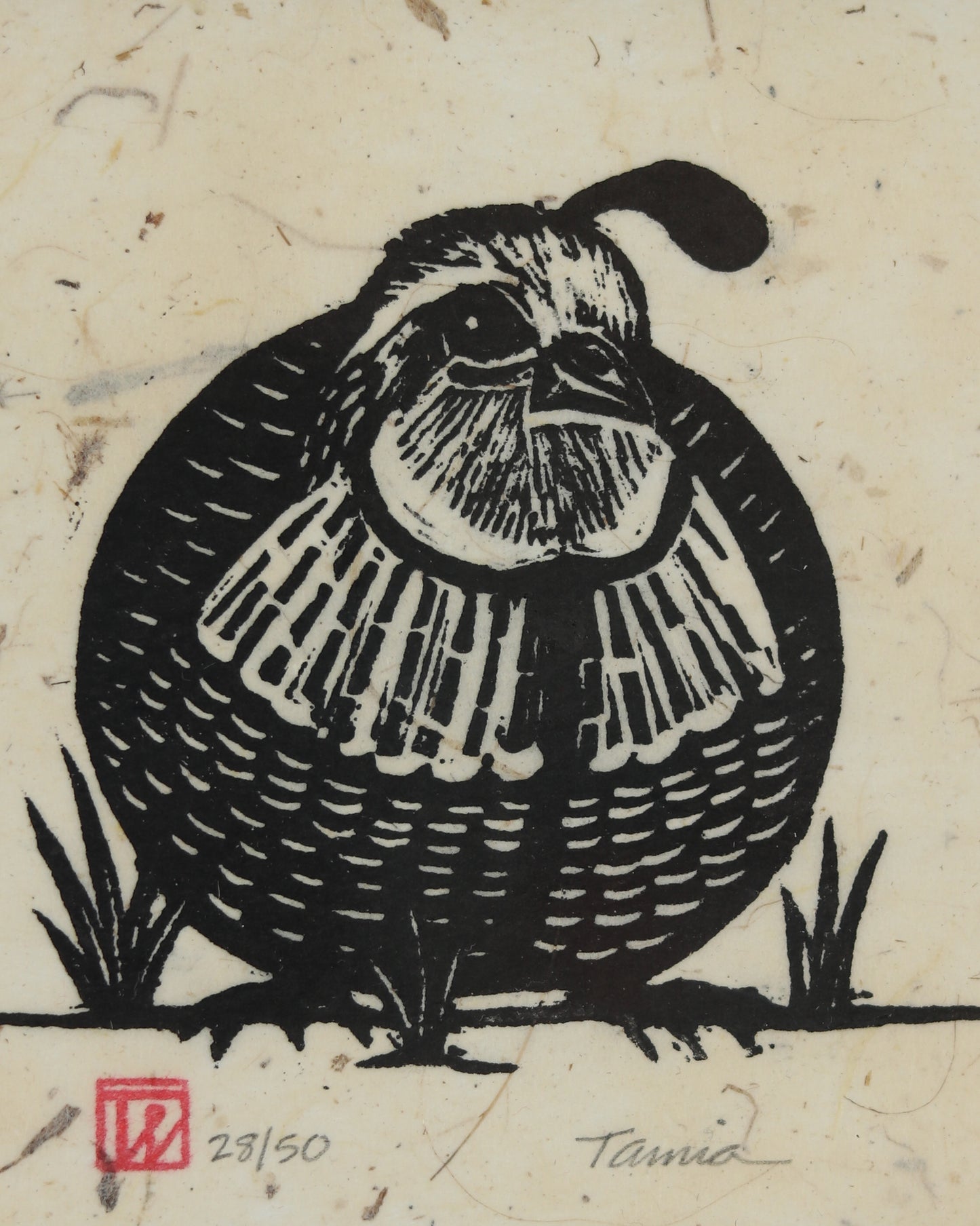 Male Quail 3