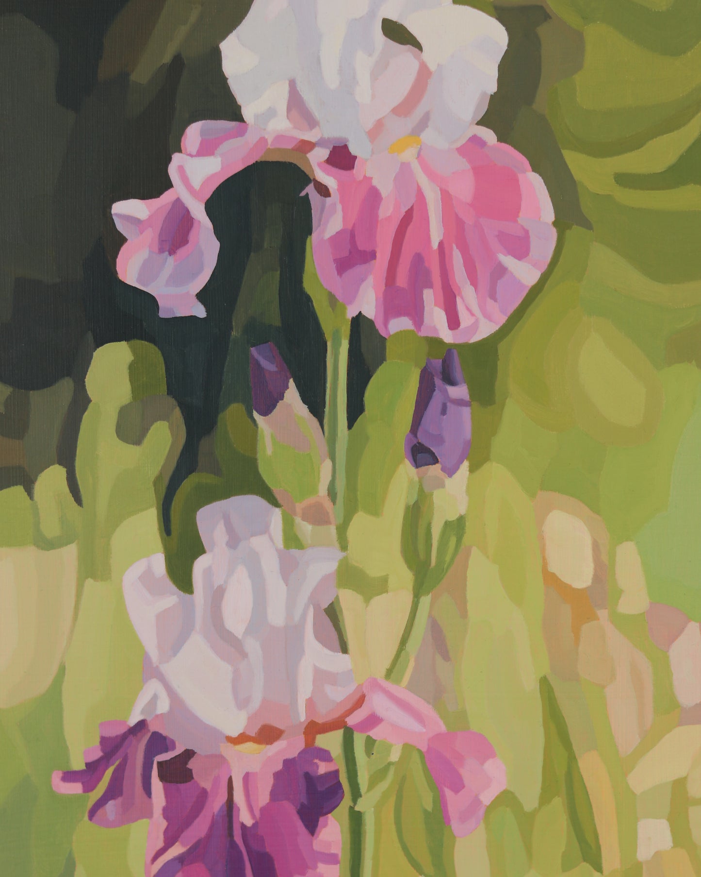 Irises in Bloom