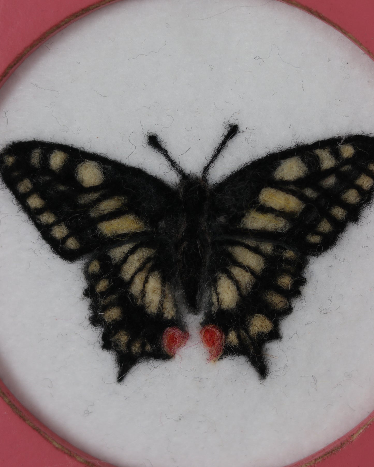 Old World Swallowtail