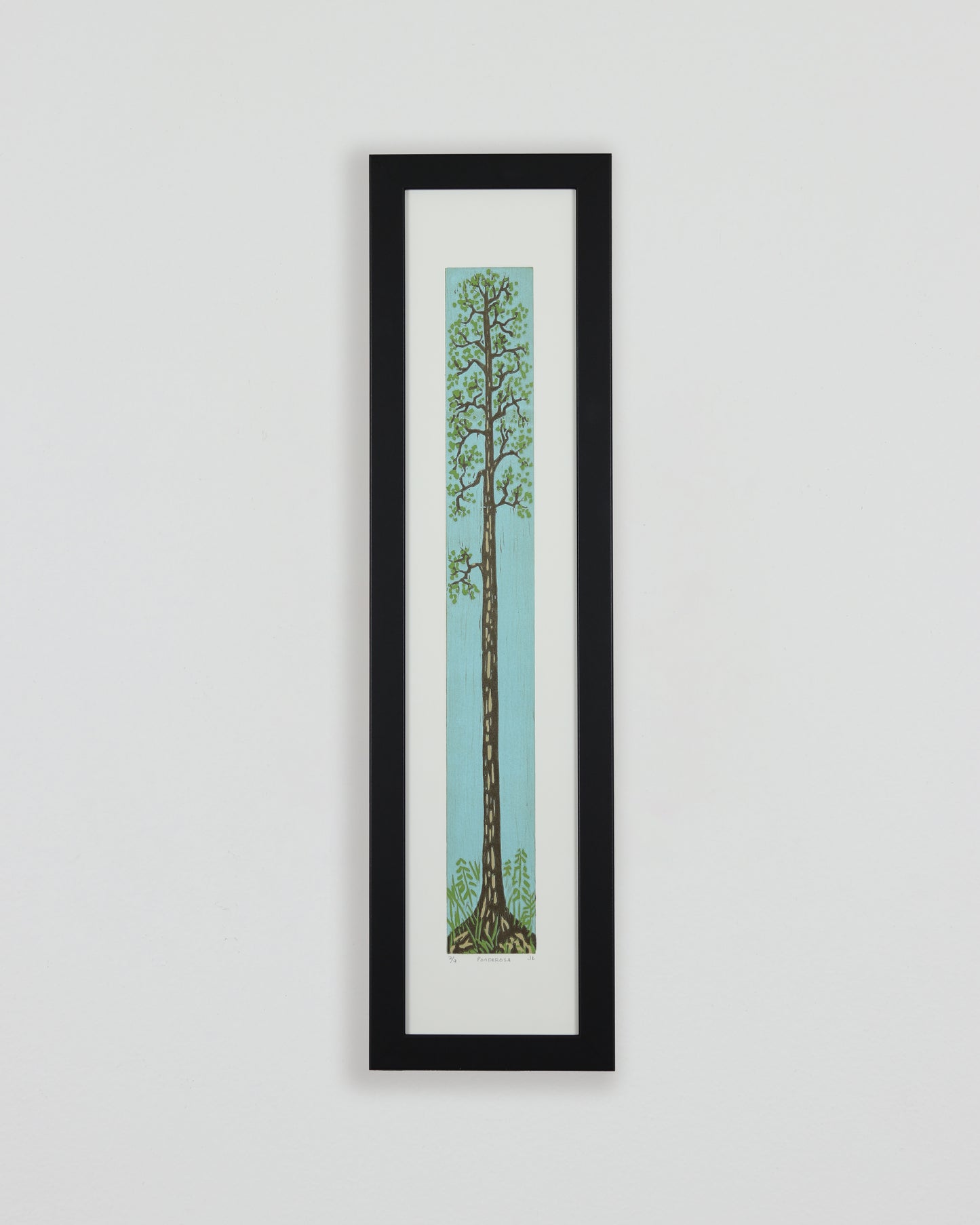 Ponderosa
