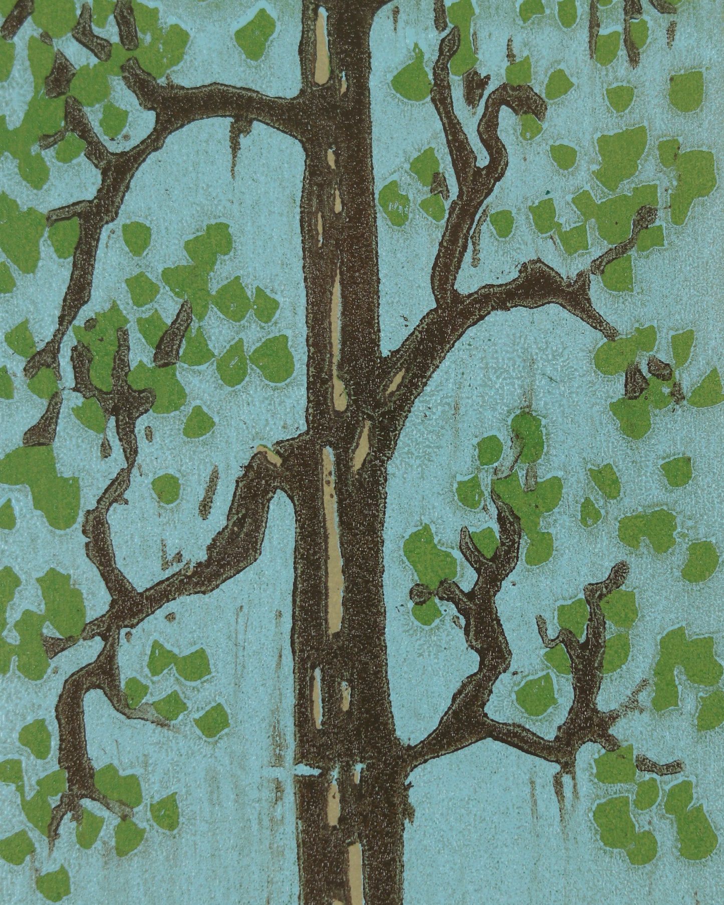 Ponderosa