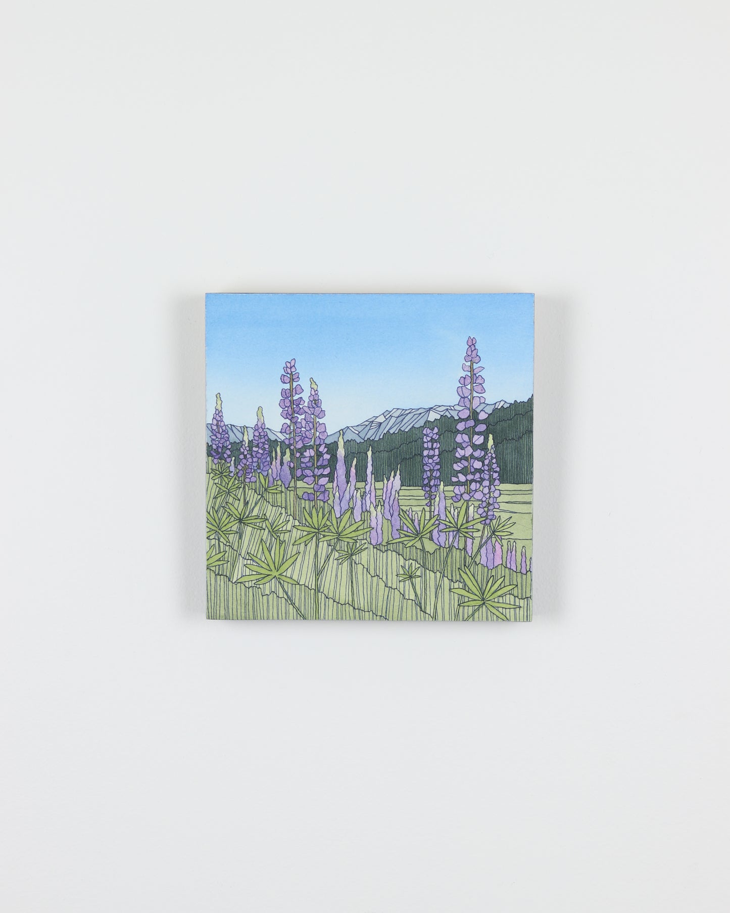 Summer Lupine