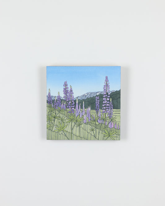 Summer Lupine