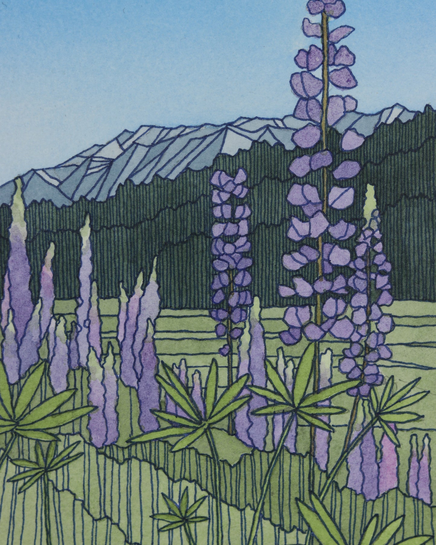 Summer Lupine