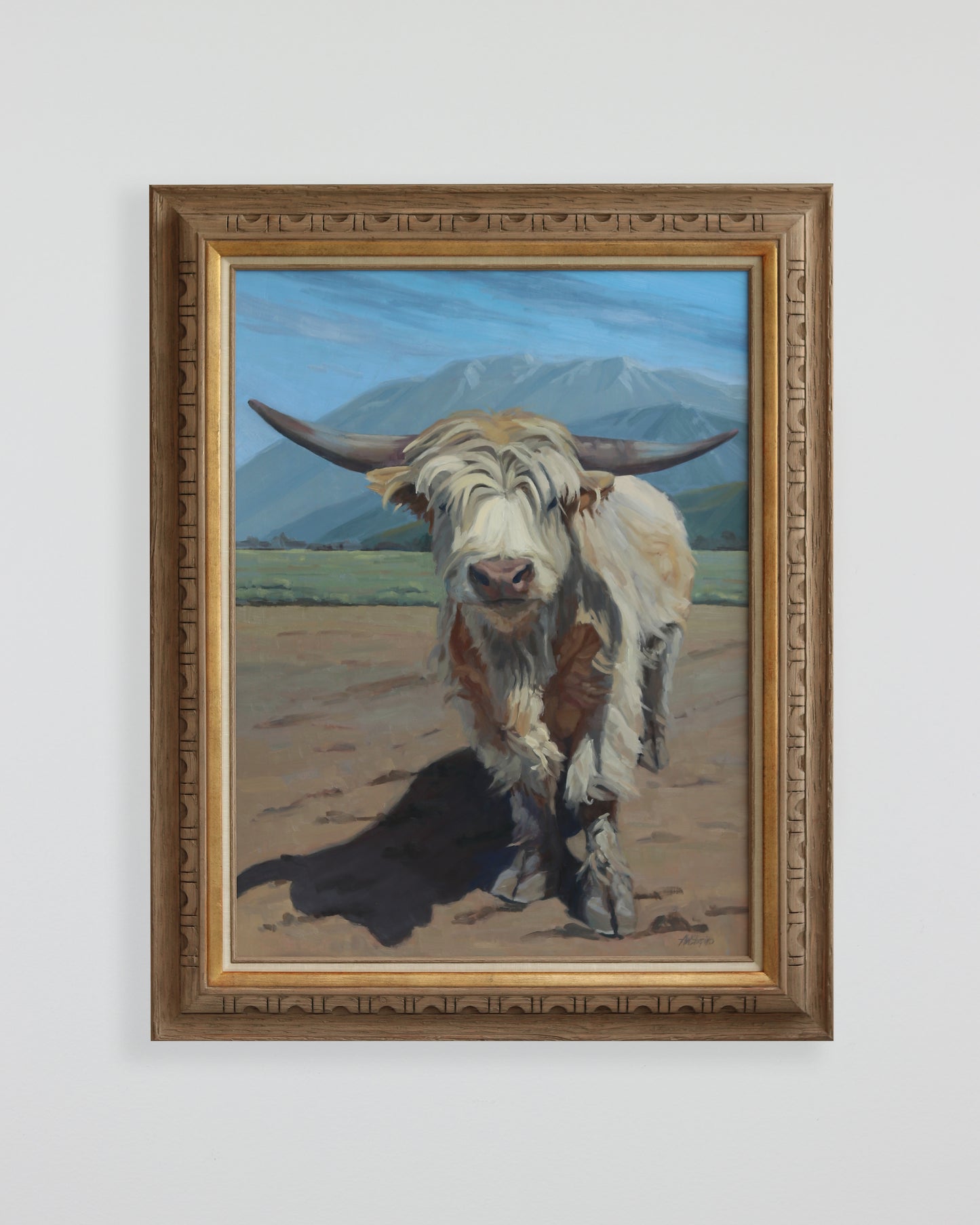 Fillmore Highland Yearling