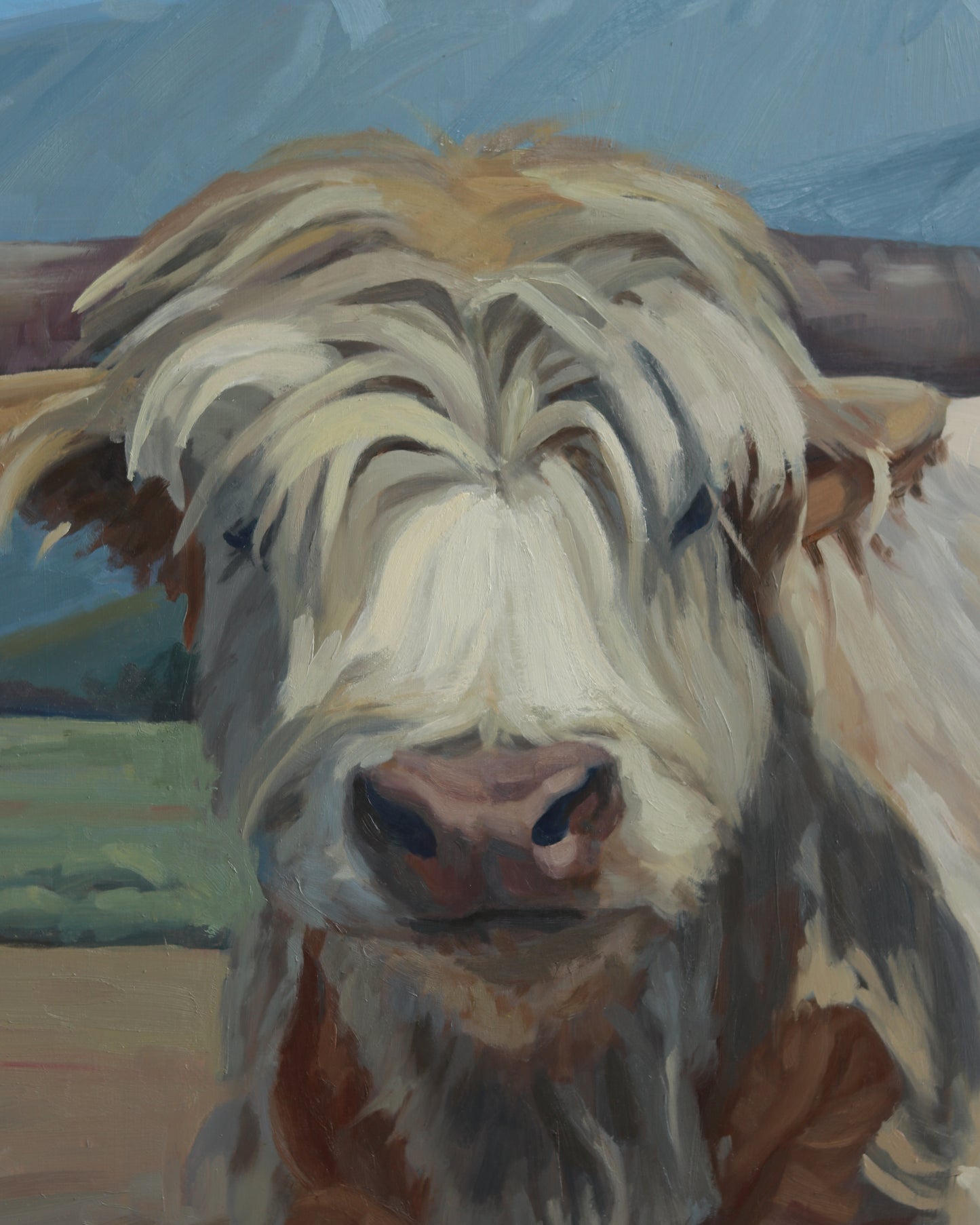 Fillmore Highland Yearling