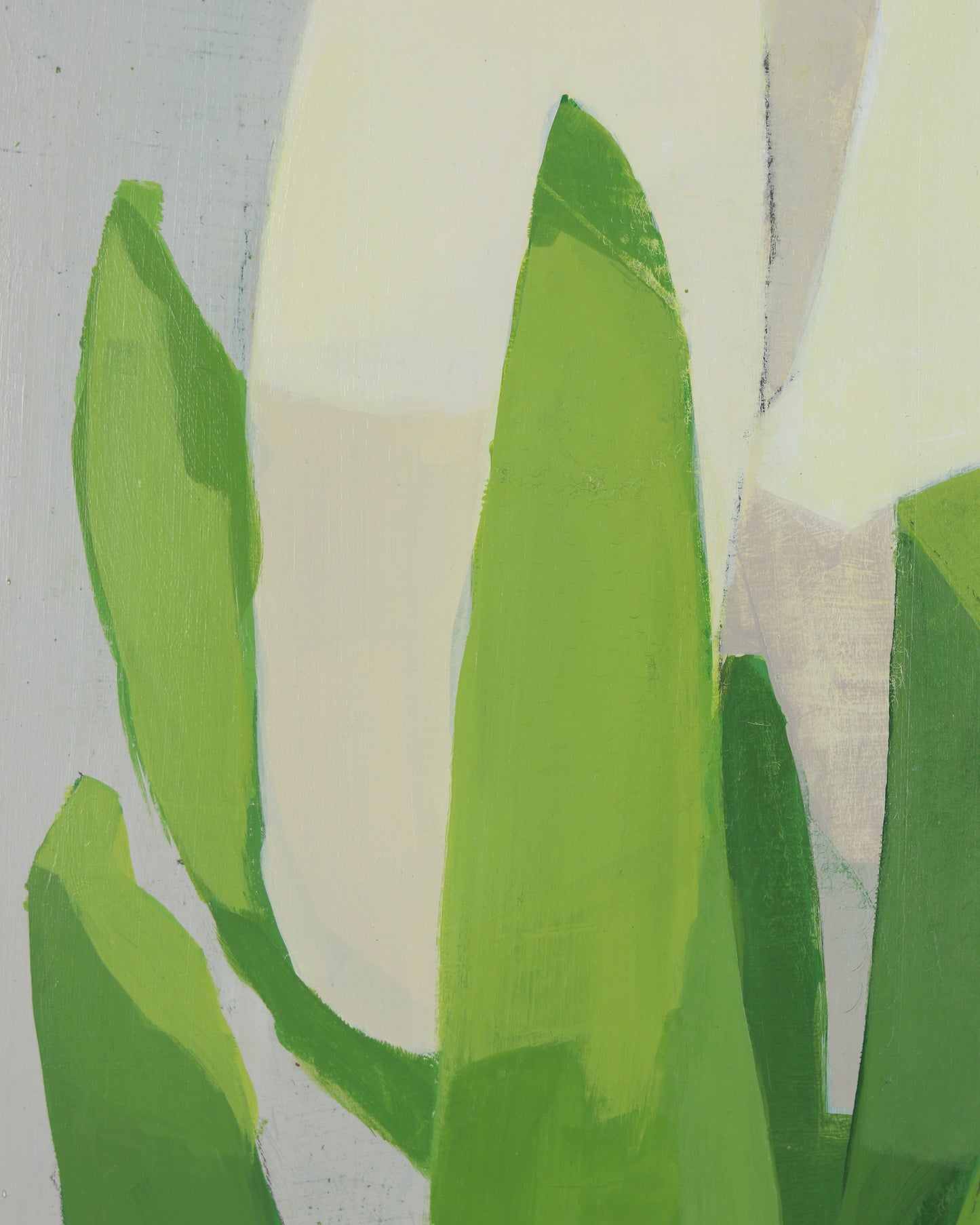 White Tulip