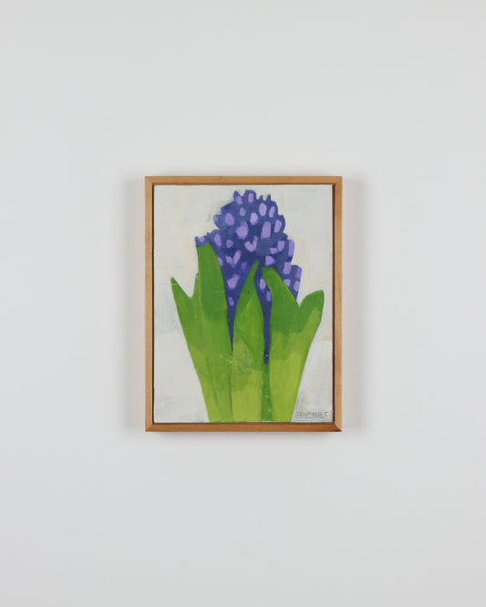 Purple Hyacinth