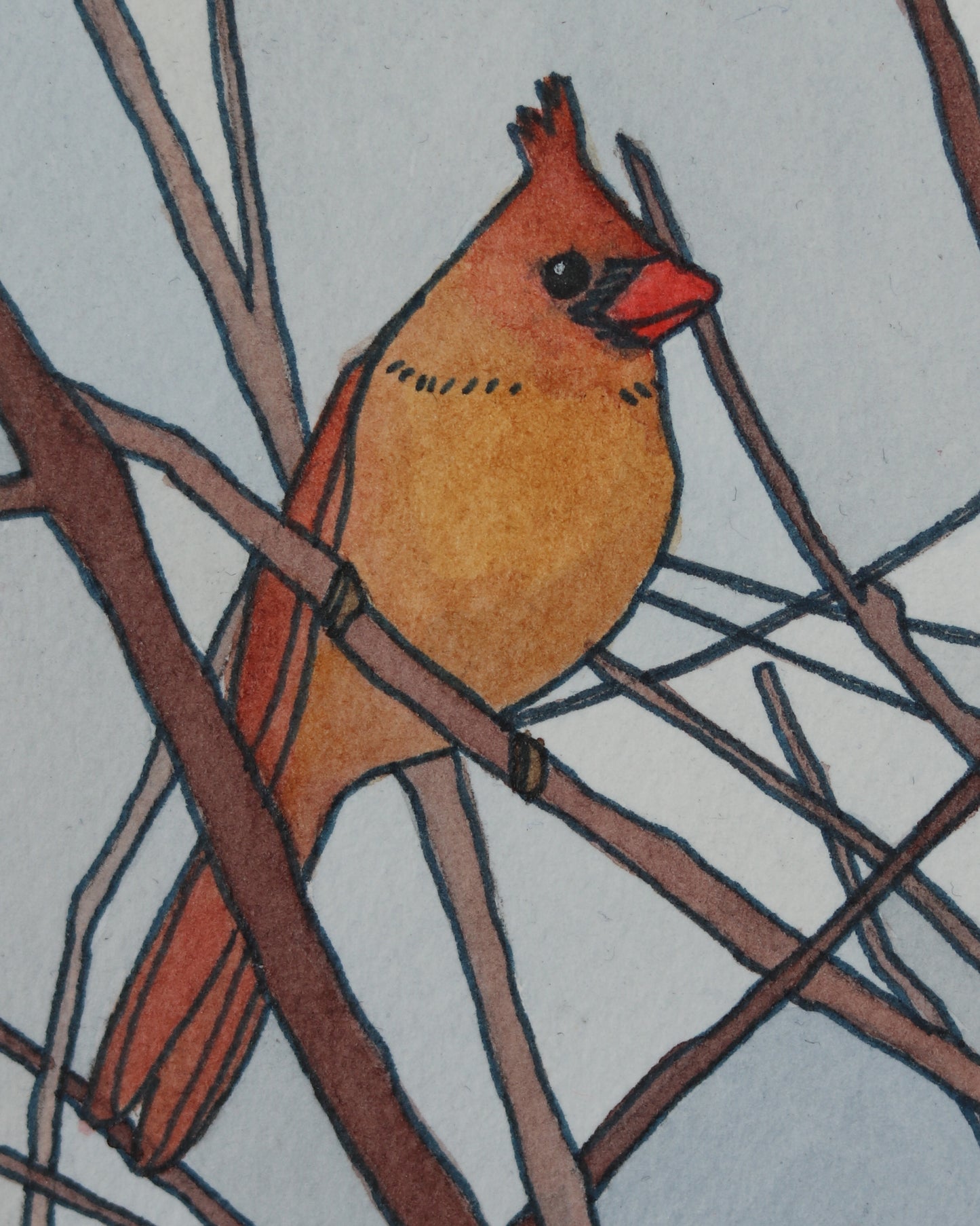 Cardinal Female