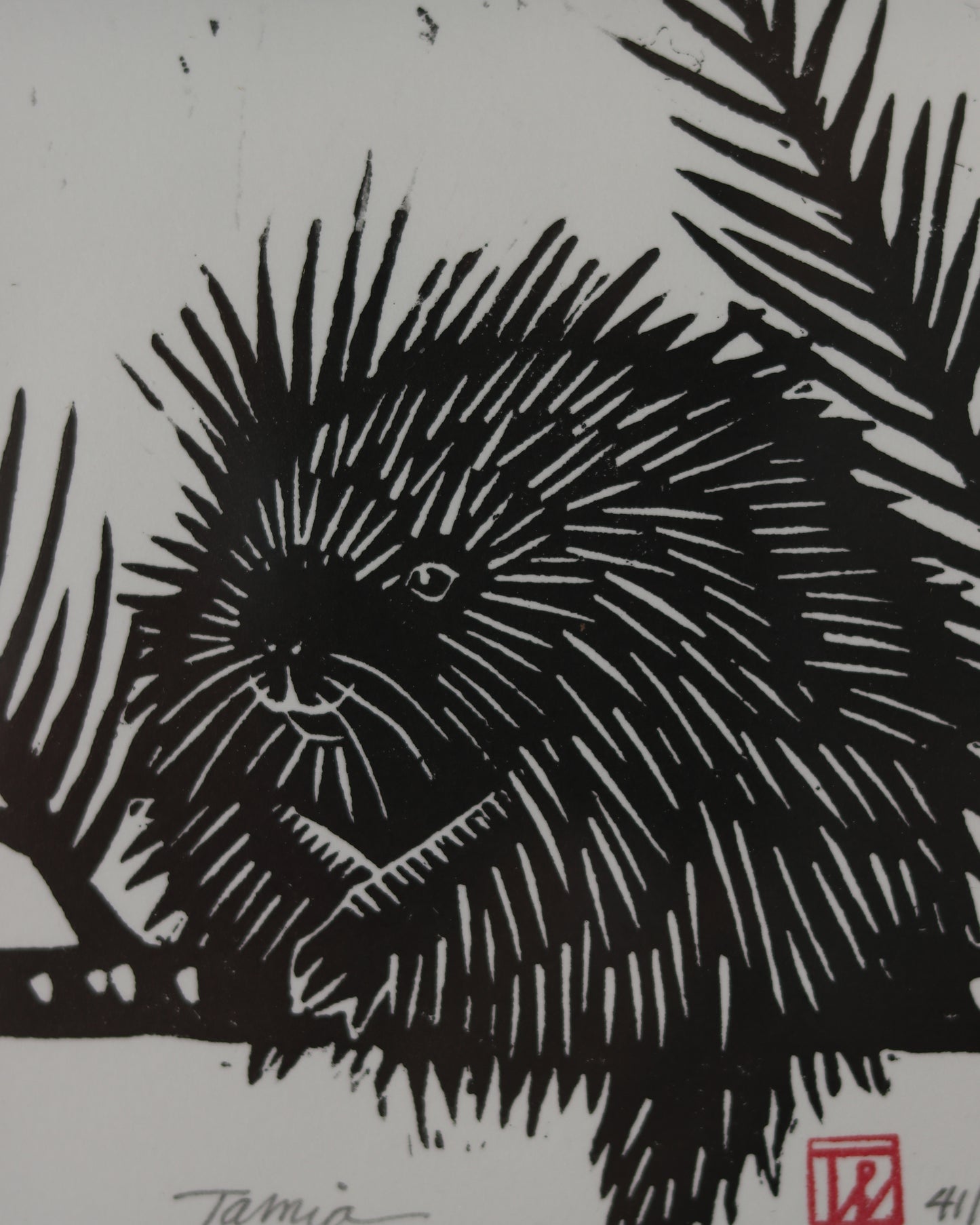 Porcipine