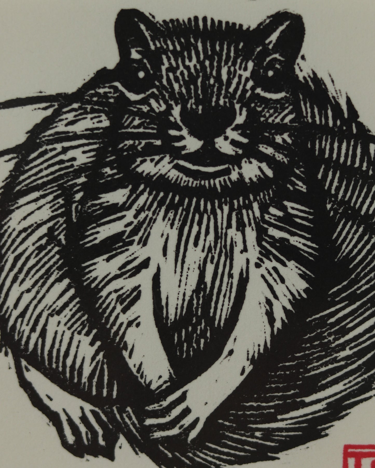 Squirrel 2