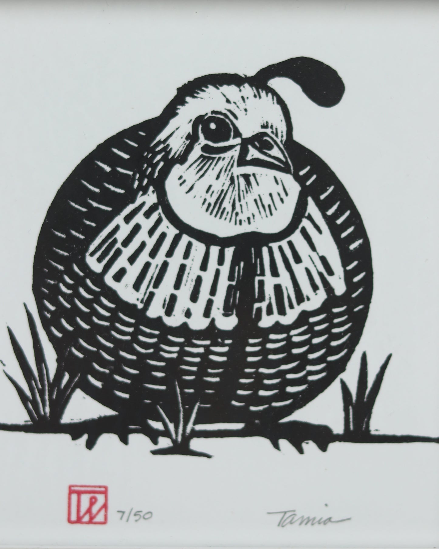 Male Quail