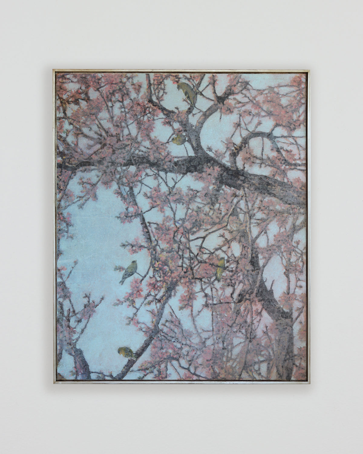 A Pause in Their Spring Migration