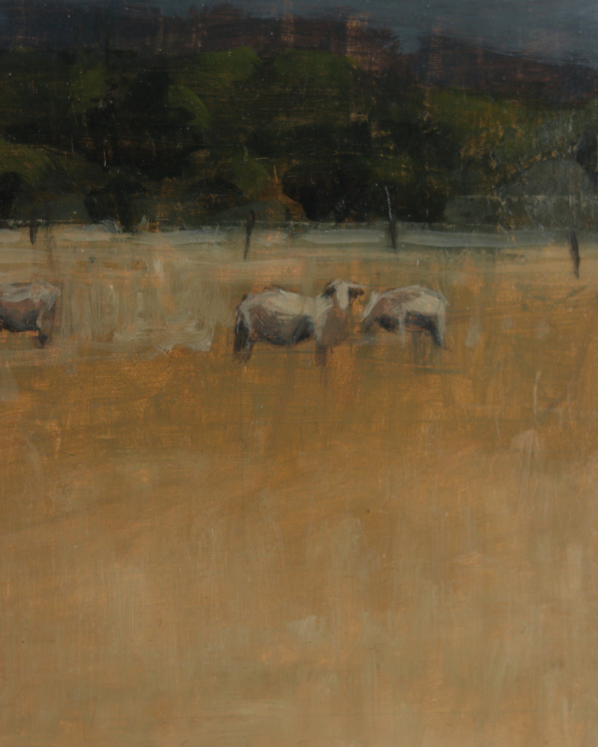 Sheep Field Near Spring City