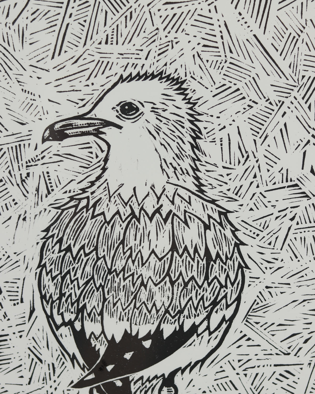 Gull