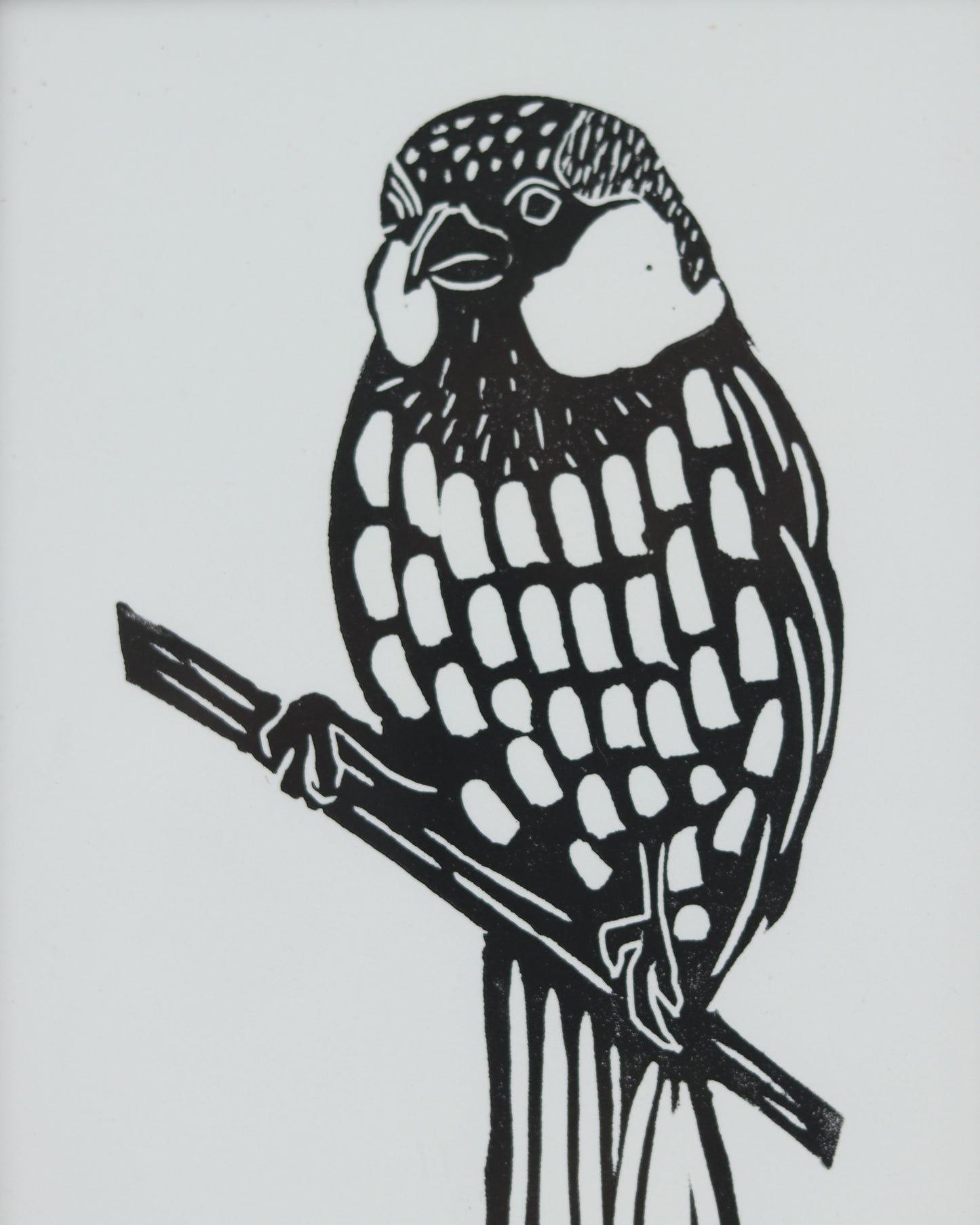 House Finch