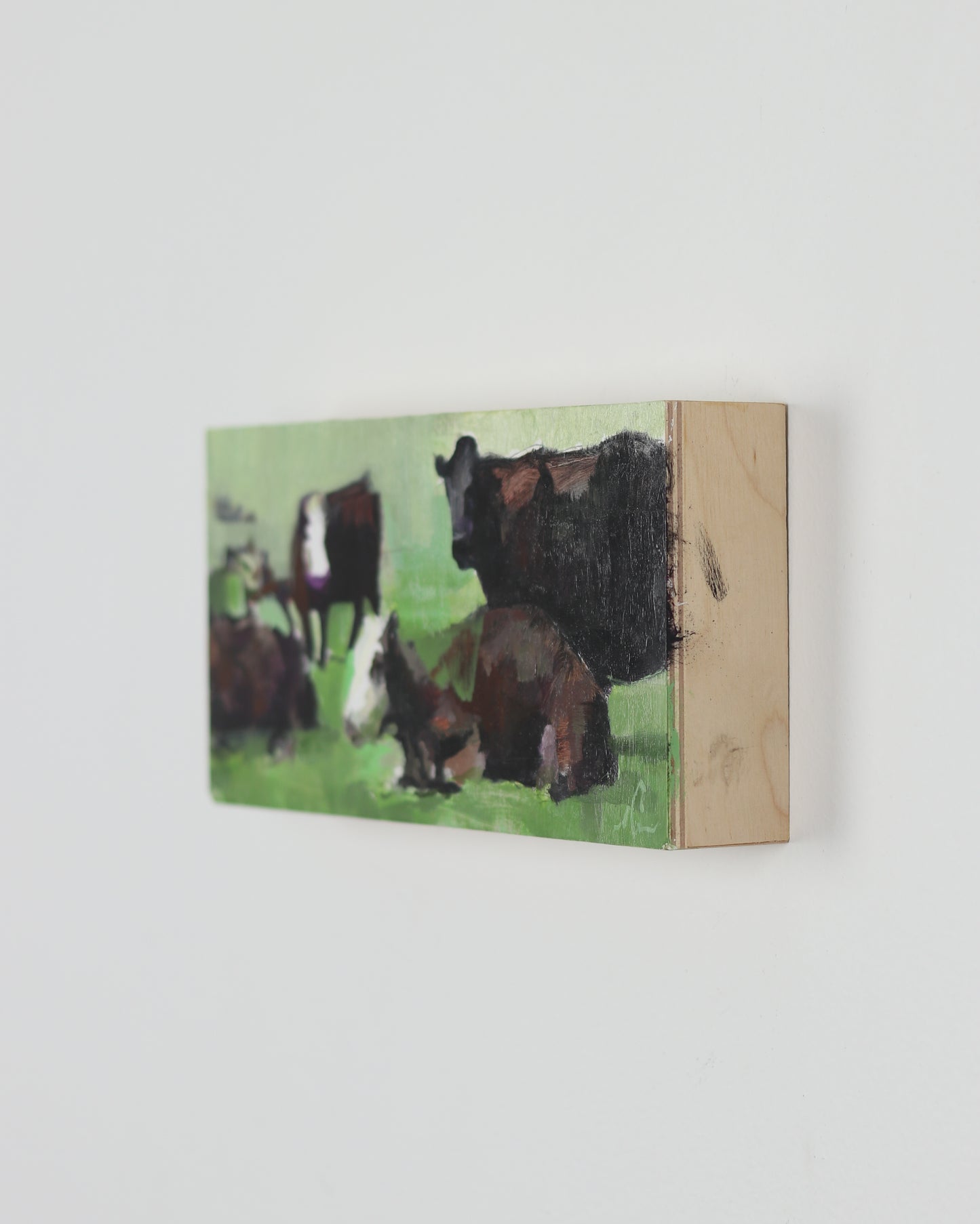 Spring Angus