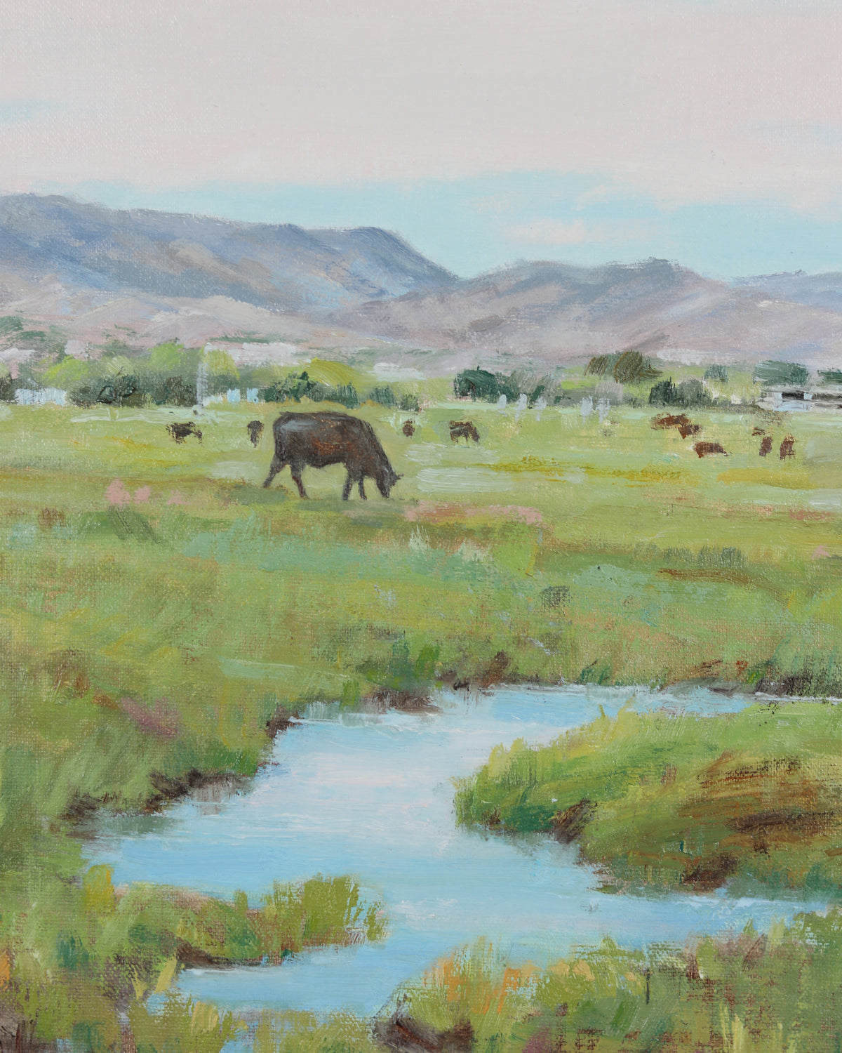 North Pasture Angus
