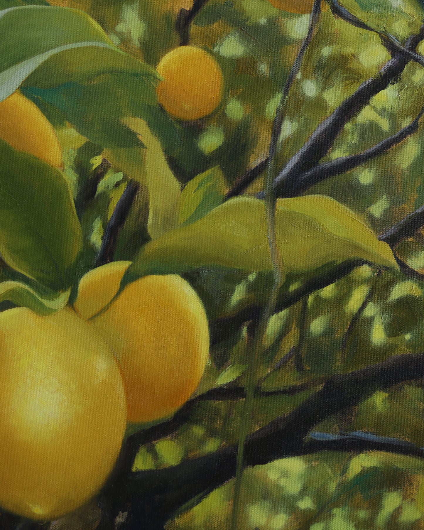 Meyer Lemons