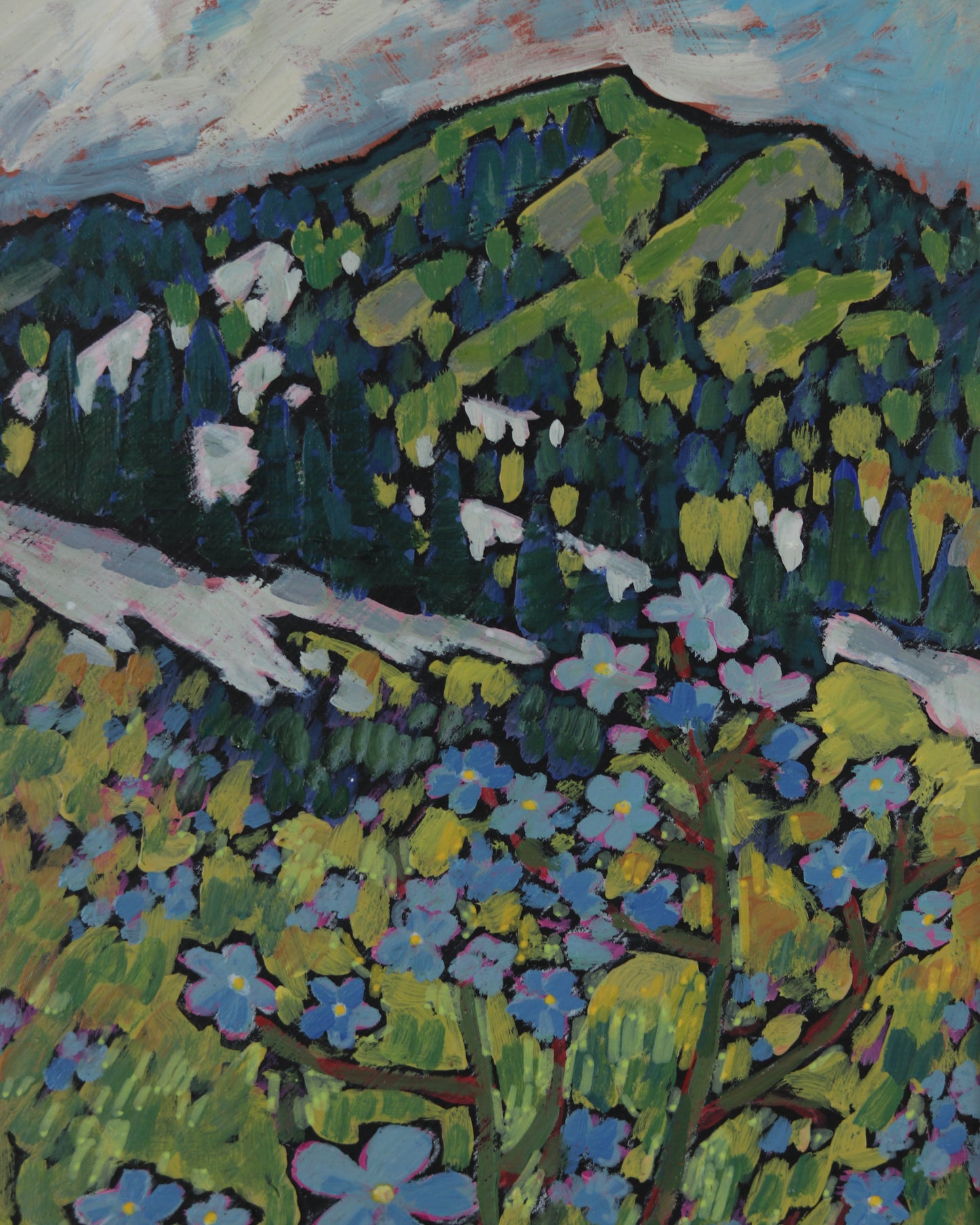 Alpine Forget Me Nots