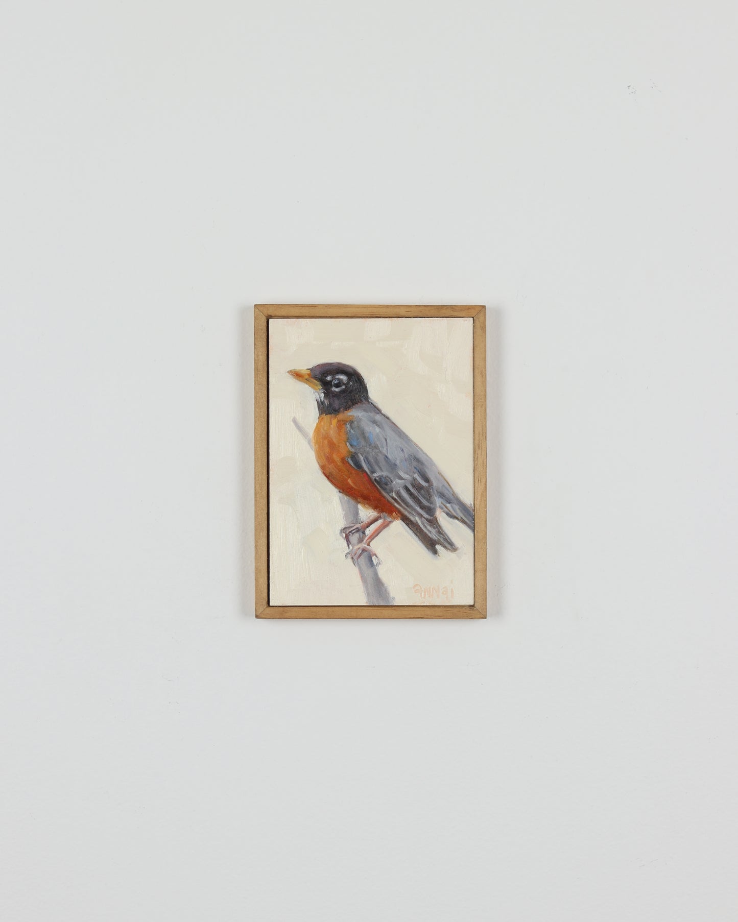 American Robin