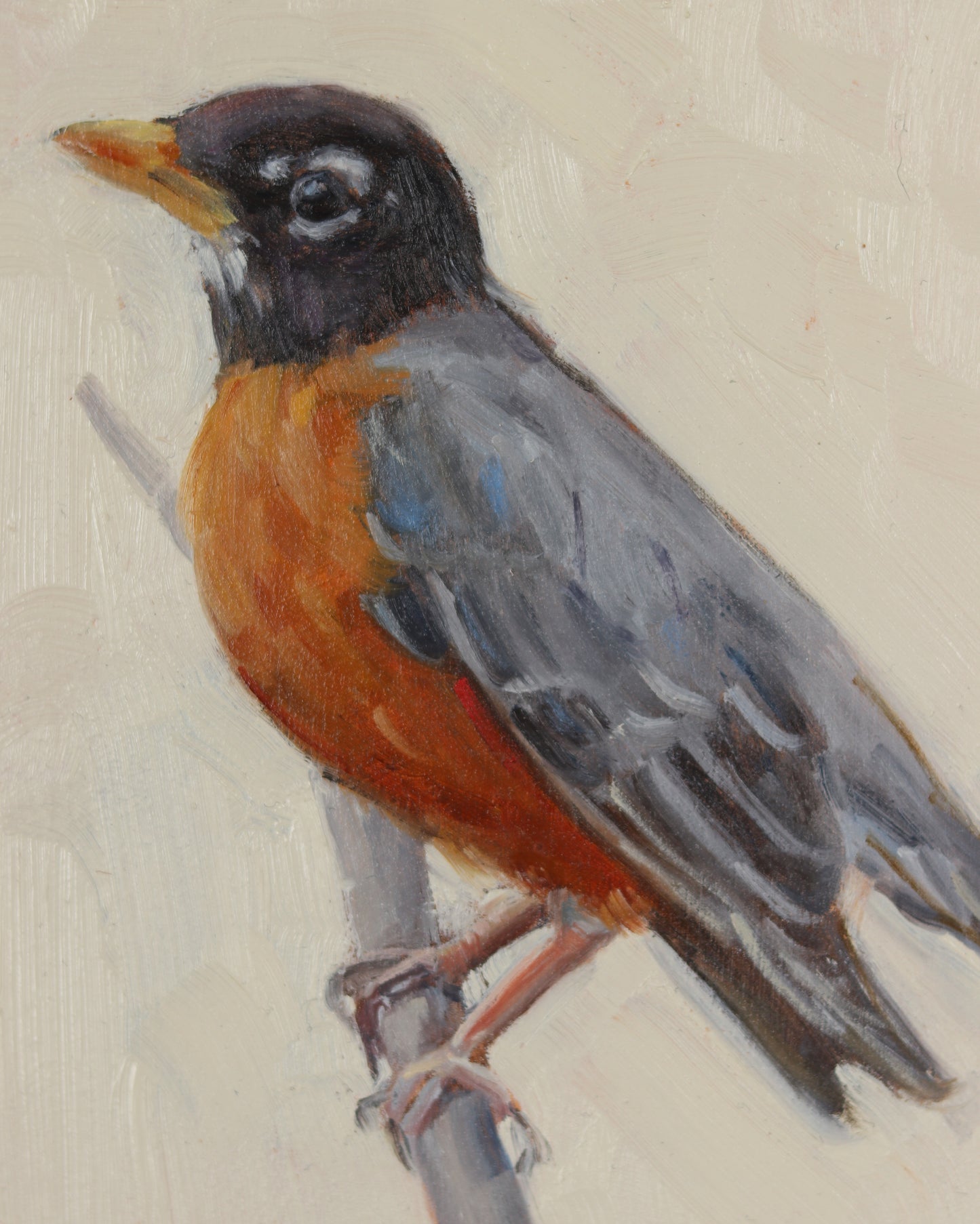 American Robin