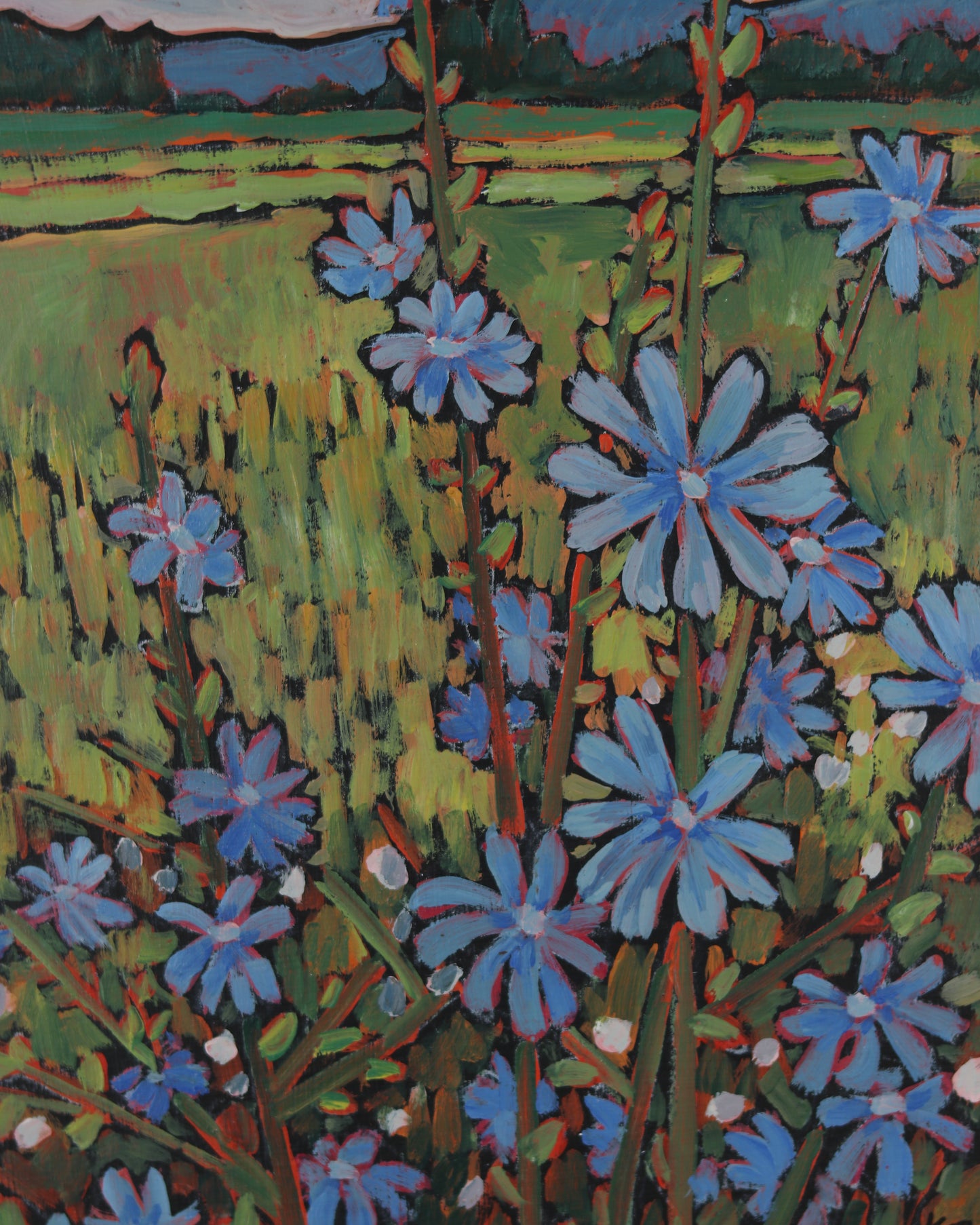Chicory