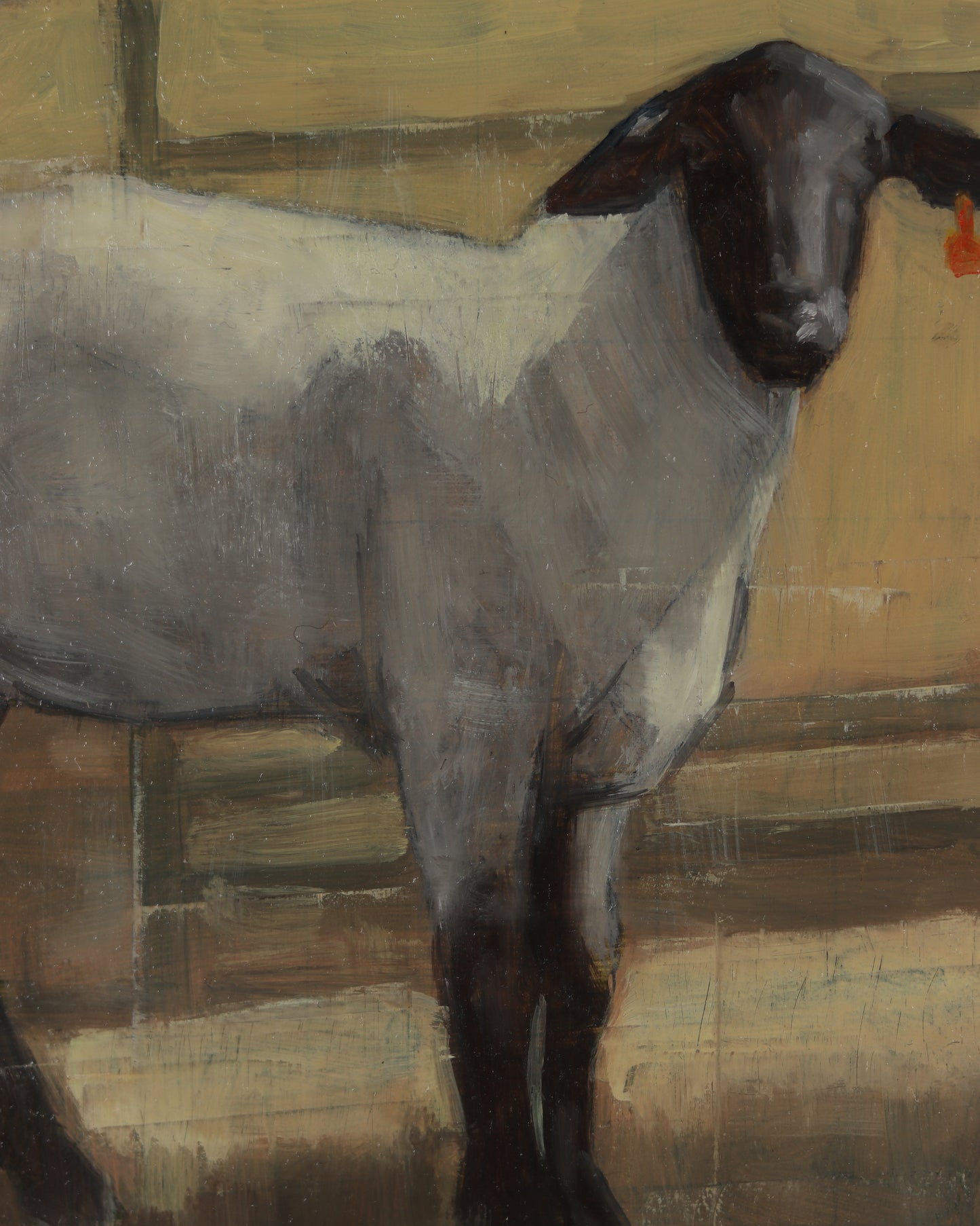 Shorn - Study