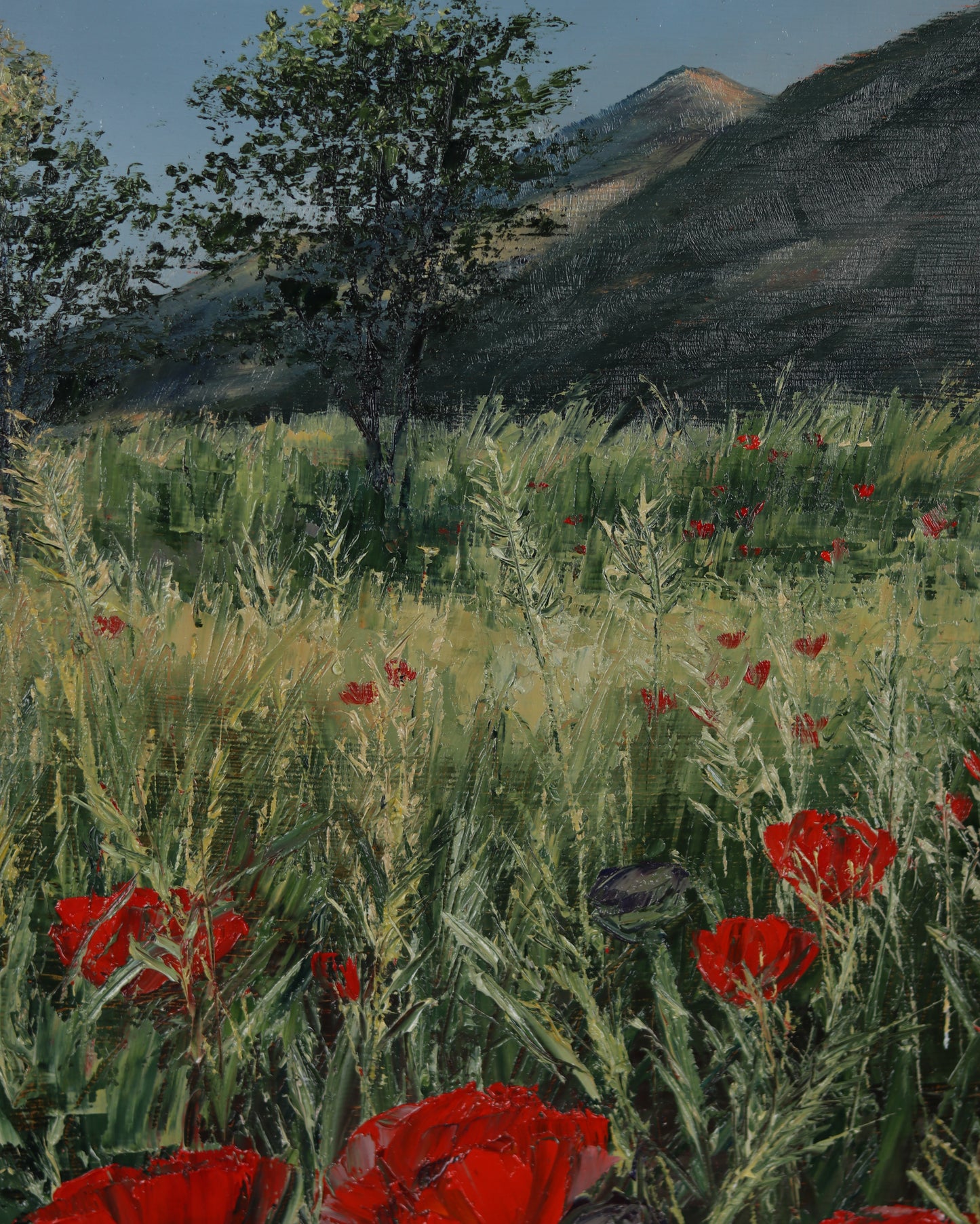 Golden Light Poppies