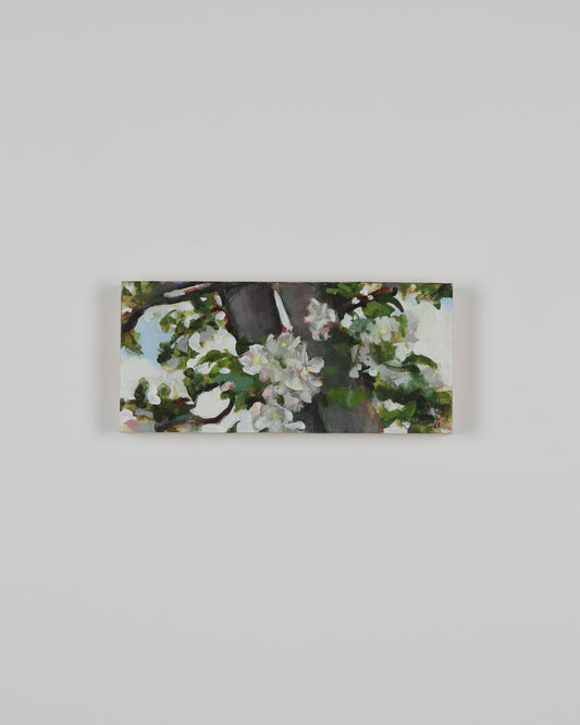 Apple Blossoms on White