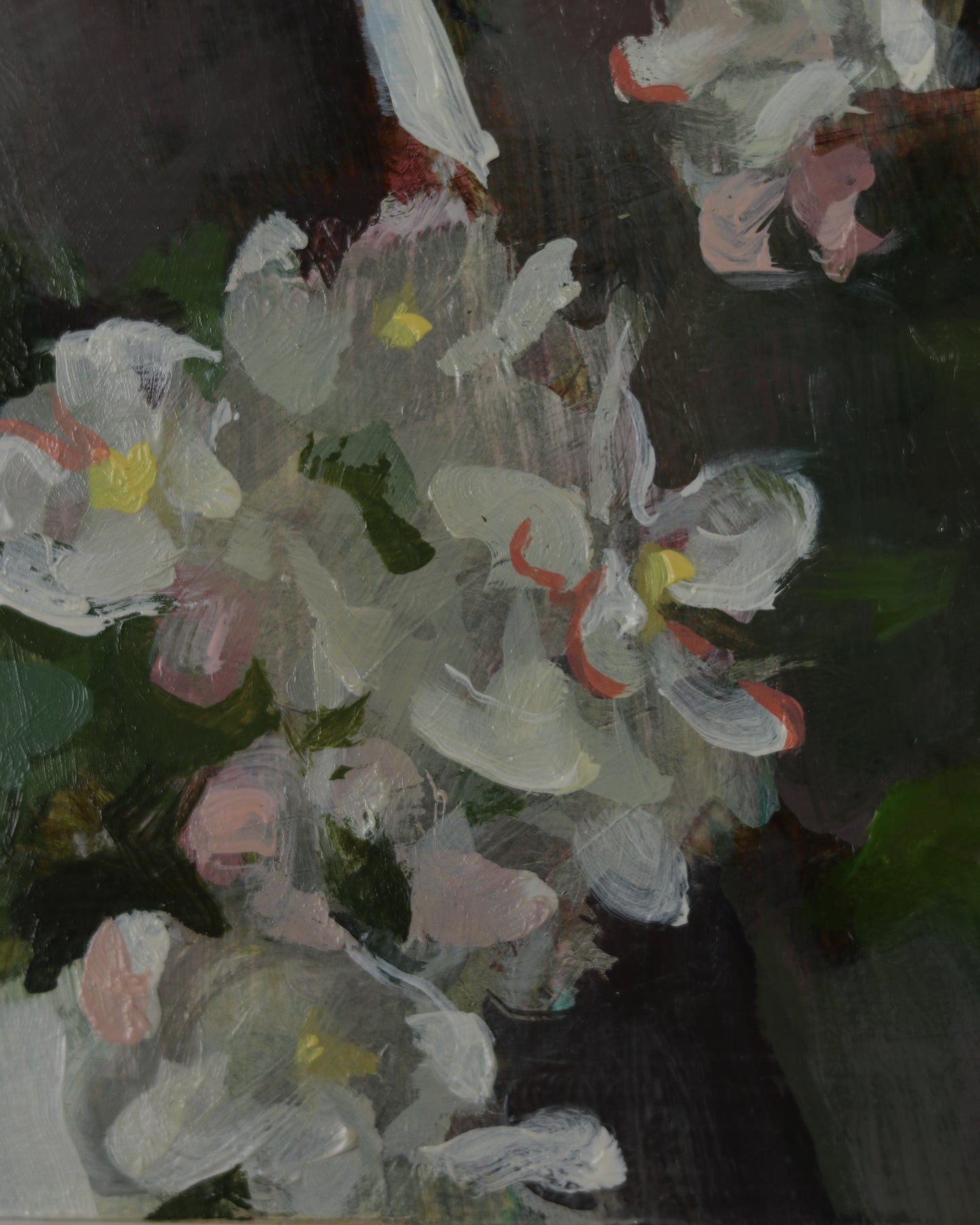 Apple Blossoms on White