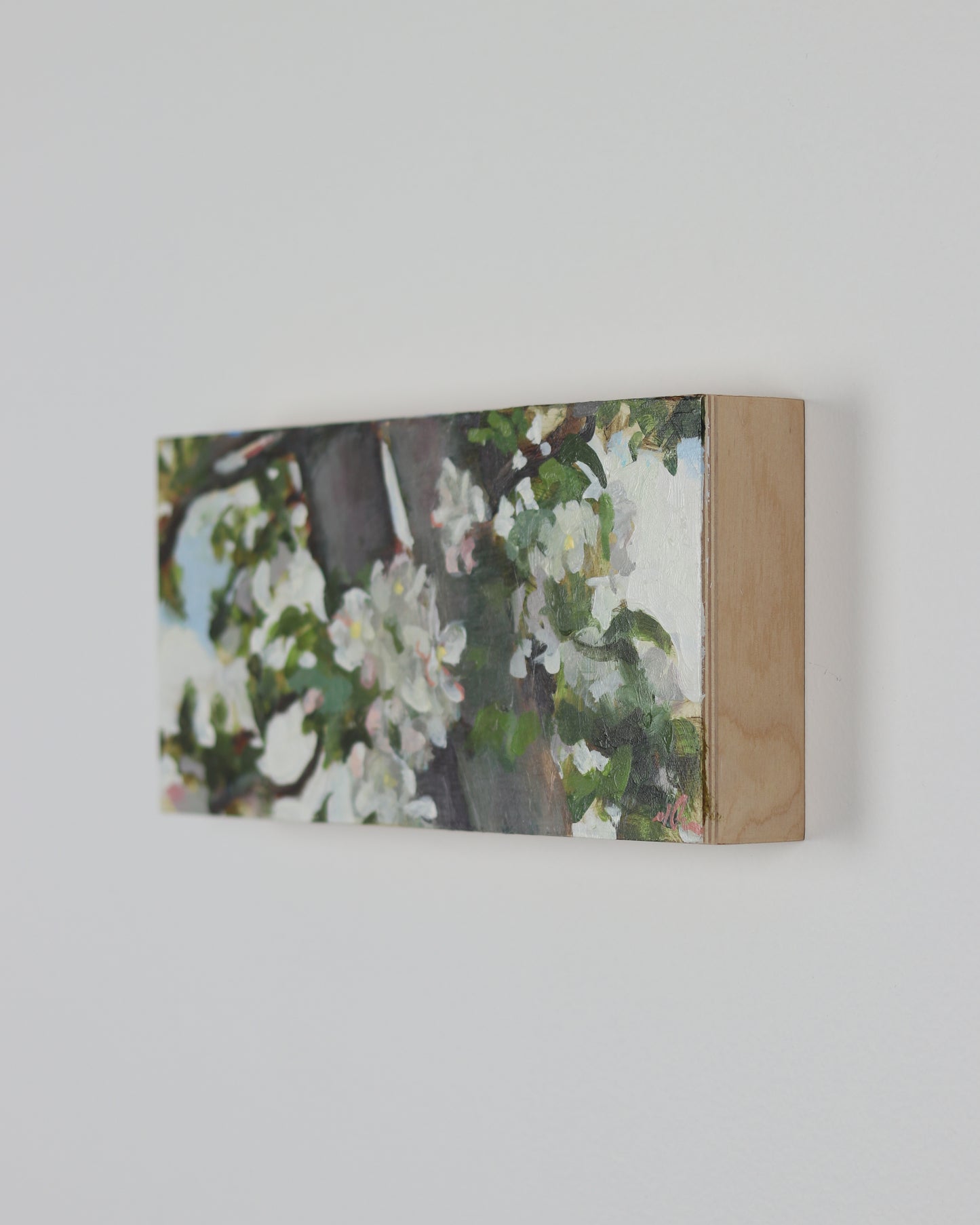 Apple Blossoms on White