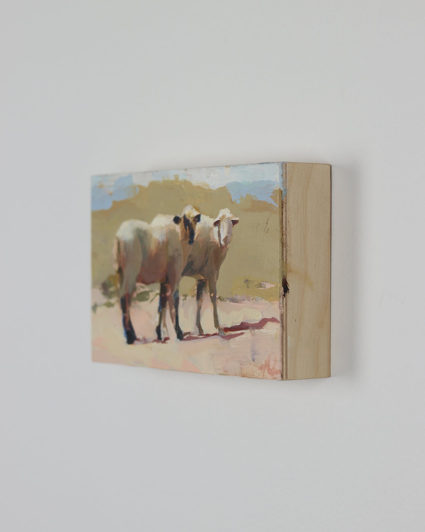 Desert Sheep