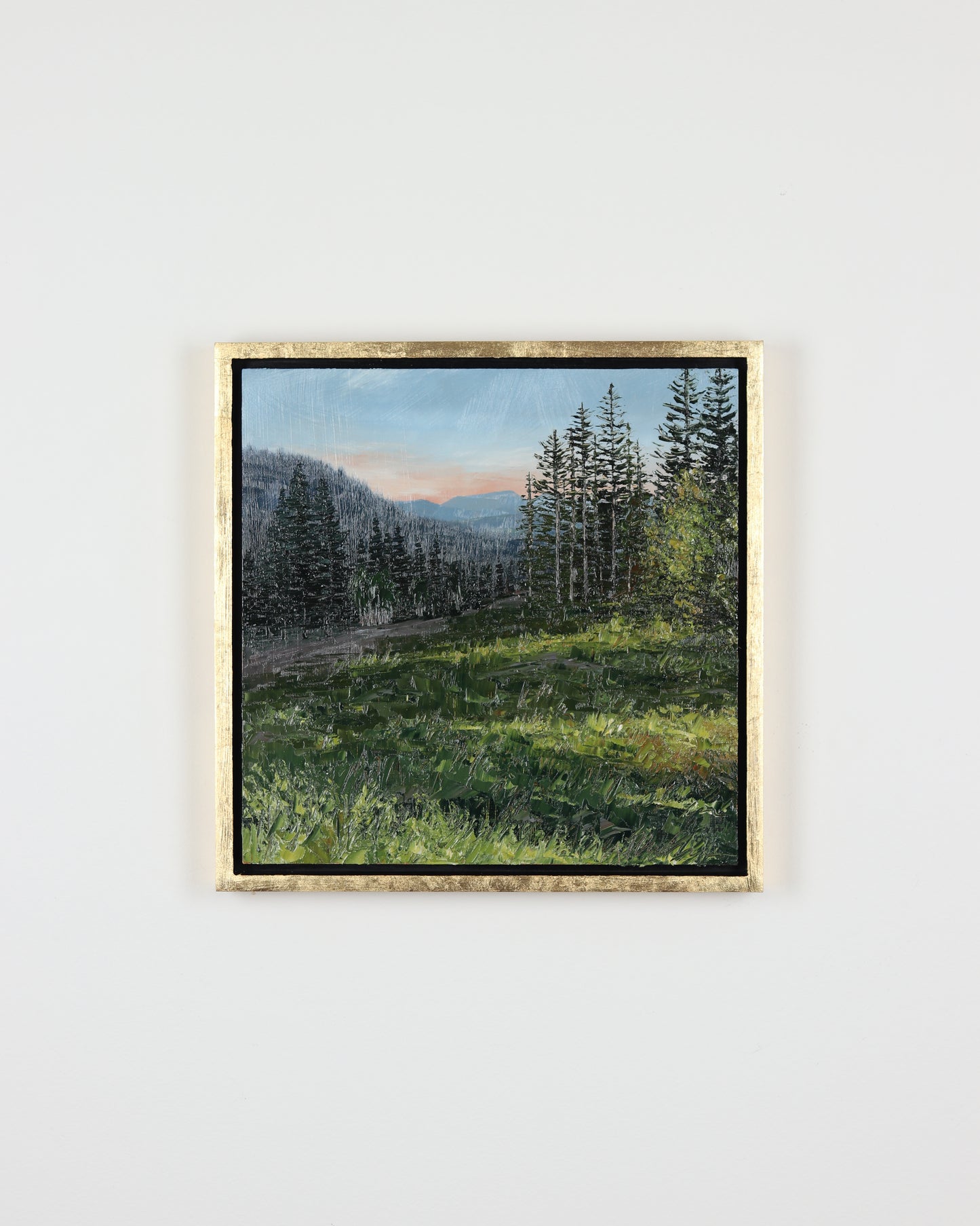 Evening Light Pines