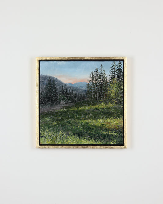 Evening Light Pines