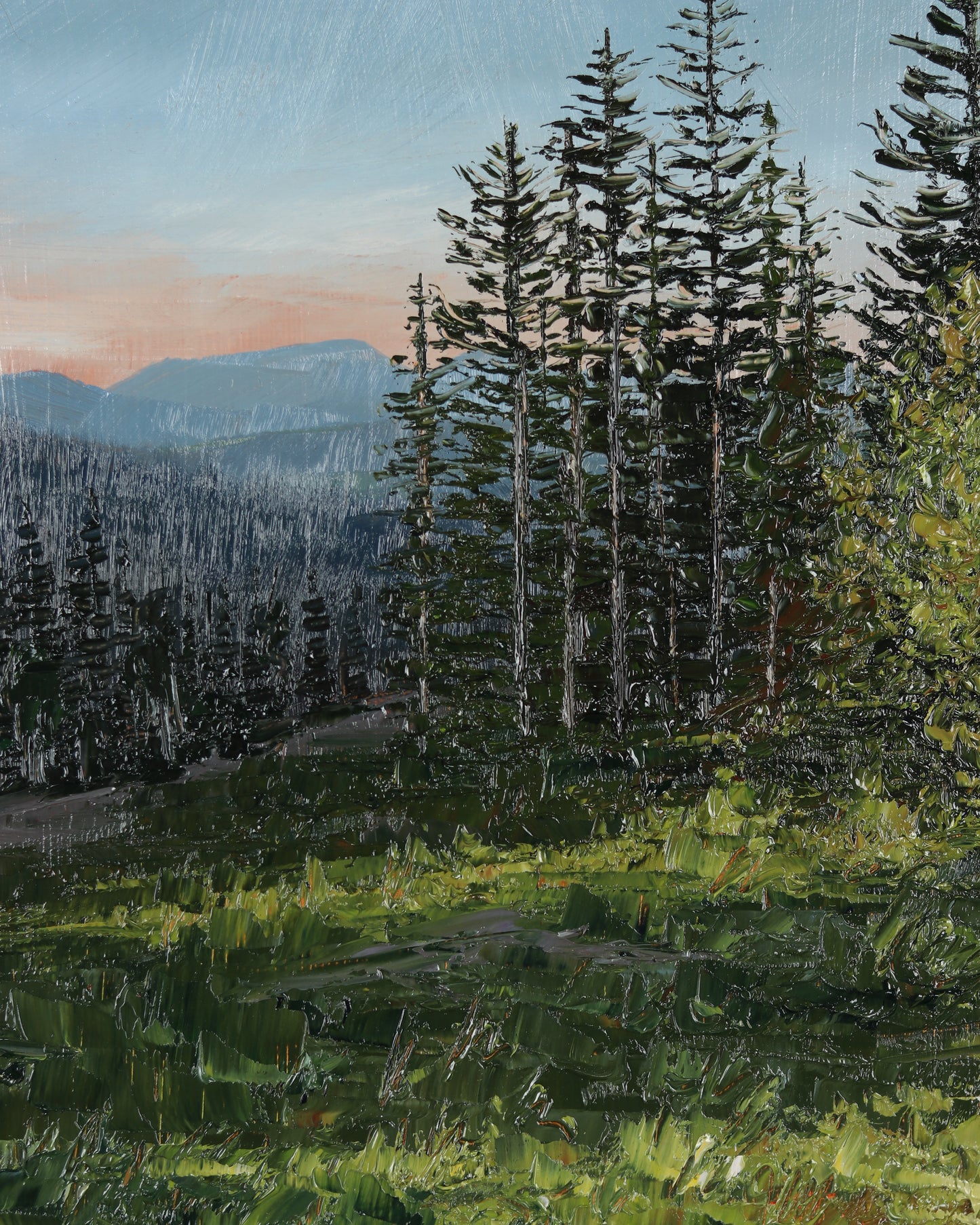 Evening Light Pines