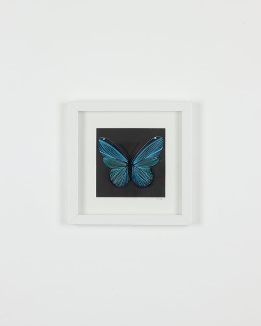 Blue Butterfly