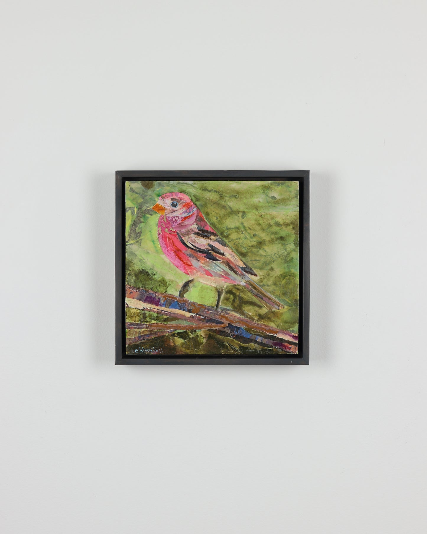 House Finch