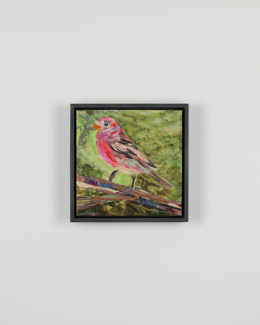 House Finch
