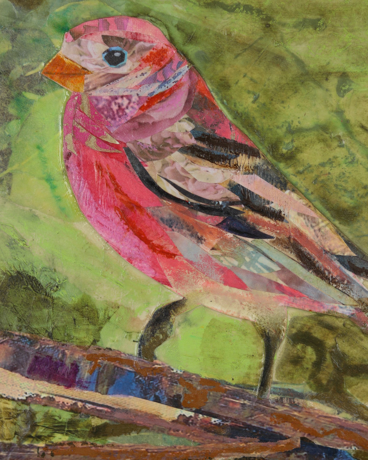 House Finch