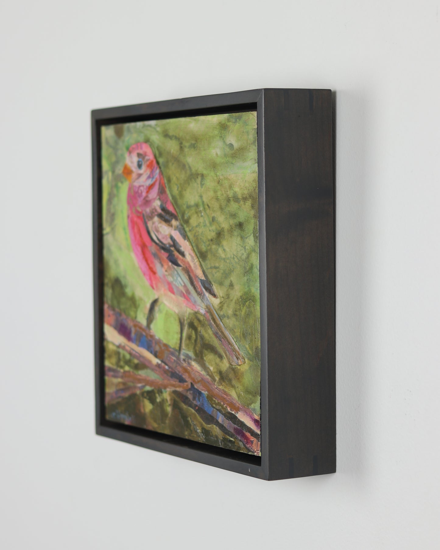 House Finch