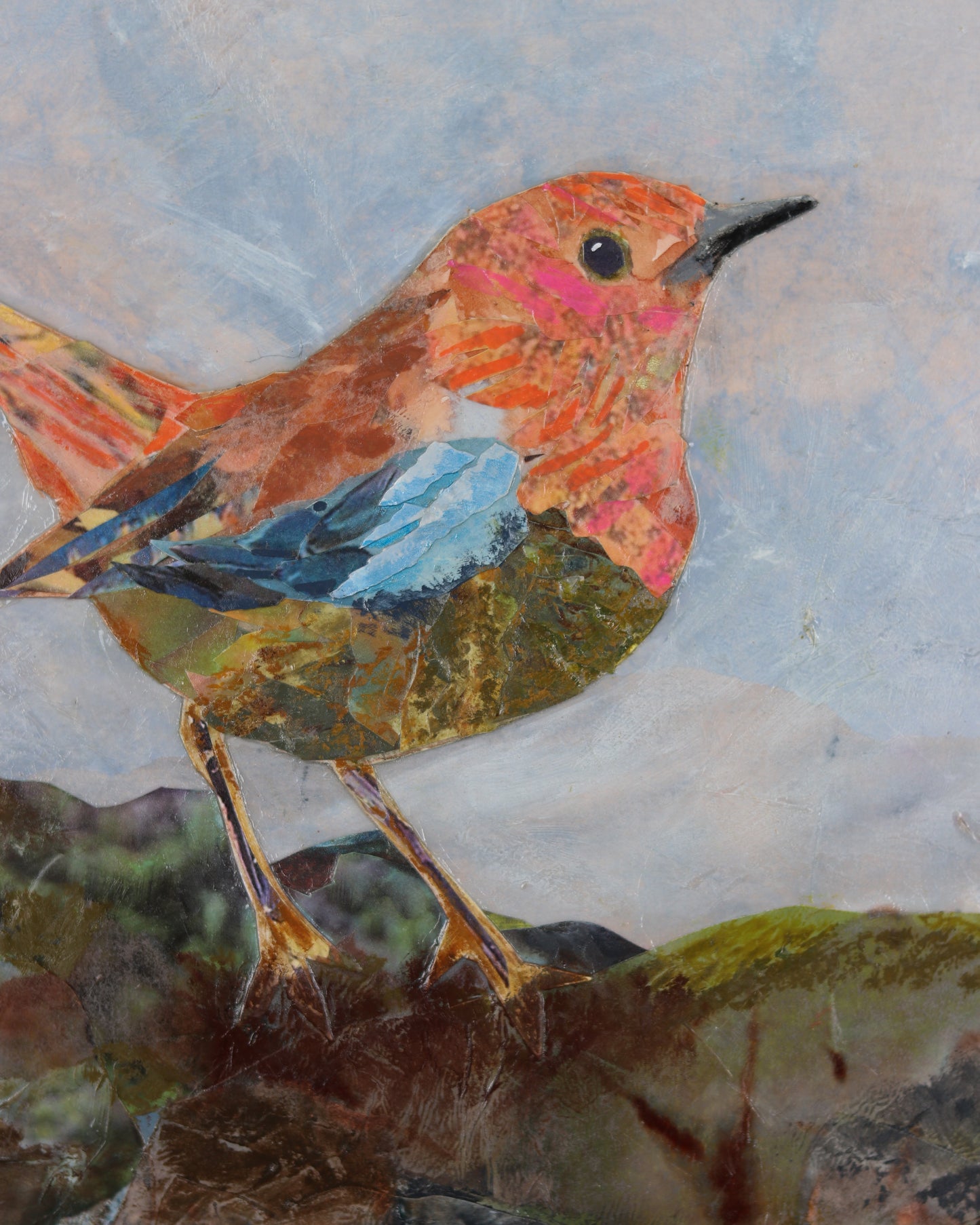 European Robin